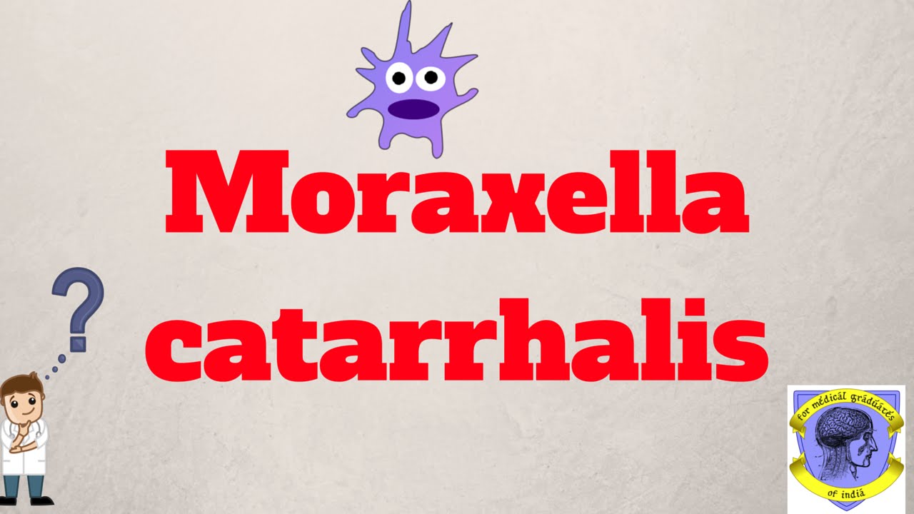 moraxella catarrhalis sketchy